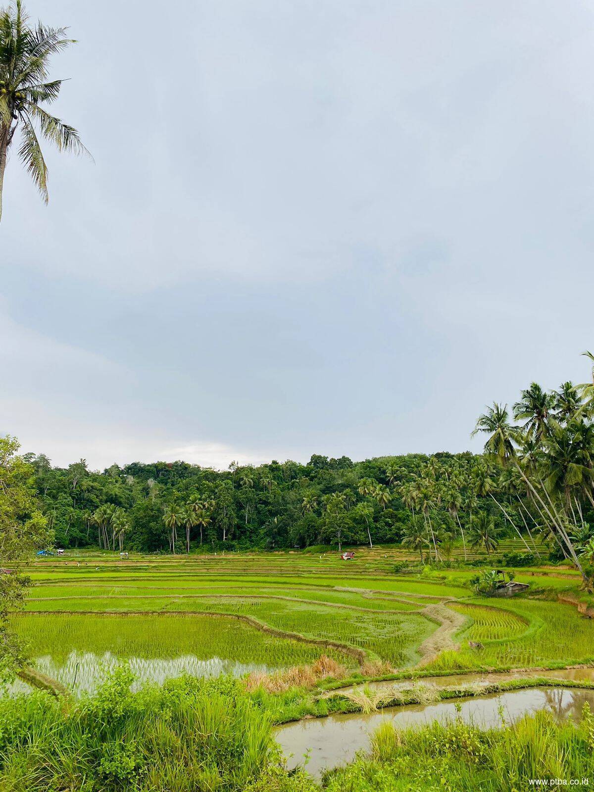 Energi Surya Bukit Asam (PTBA) Tingkatkan Panen Petani di Sawahlunto